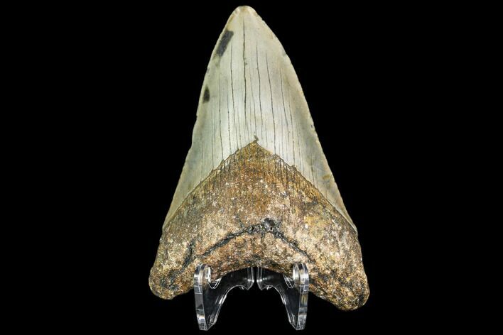 Fossil Megalodon Tooth - North Carolina #109544